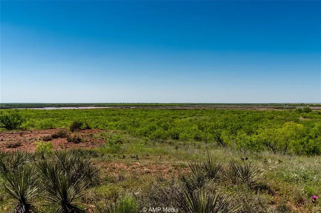 a view of a dry yard with plants and a large tree