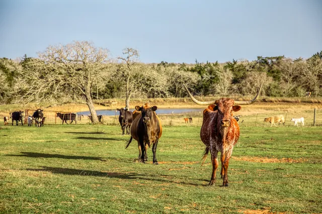 an aerial view of a backyard and a swimming pool