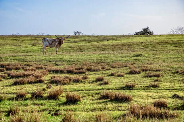 $1,224,999 | 12893 East State Highway 97, Waelder, TX 78959