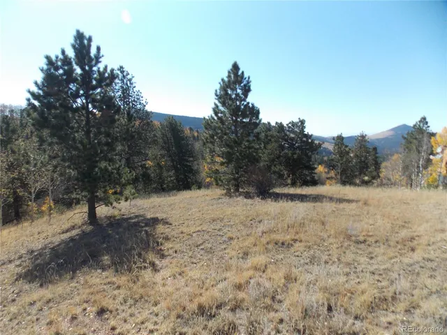 a view of a dry yard covered with trees