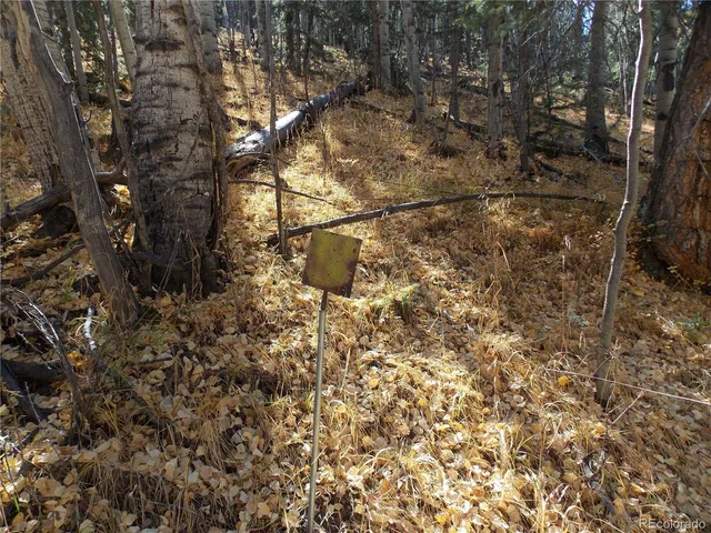 a view of a tree in the yard