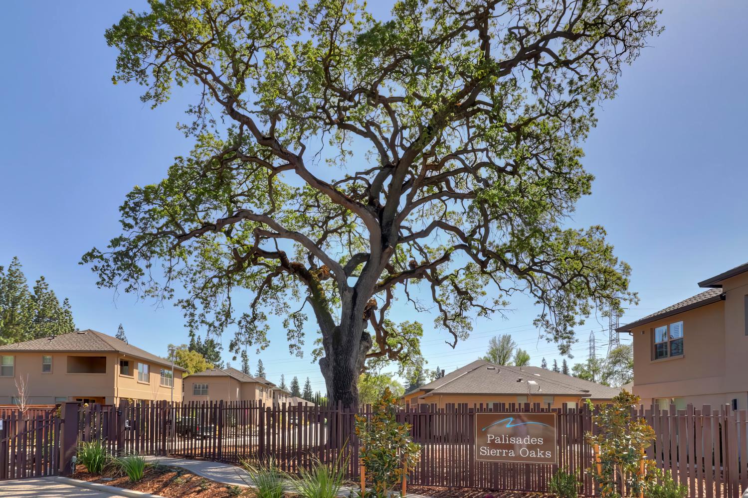 a tree in a yard next to a building