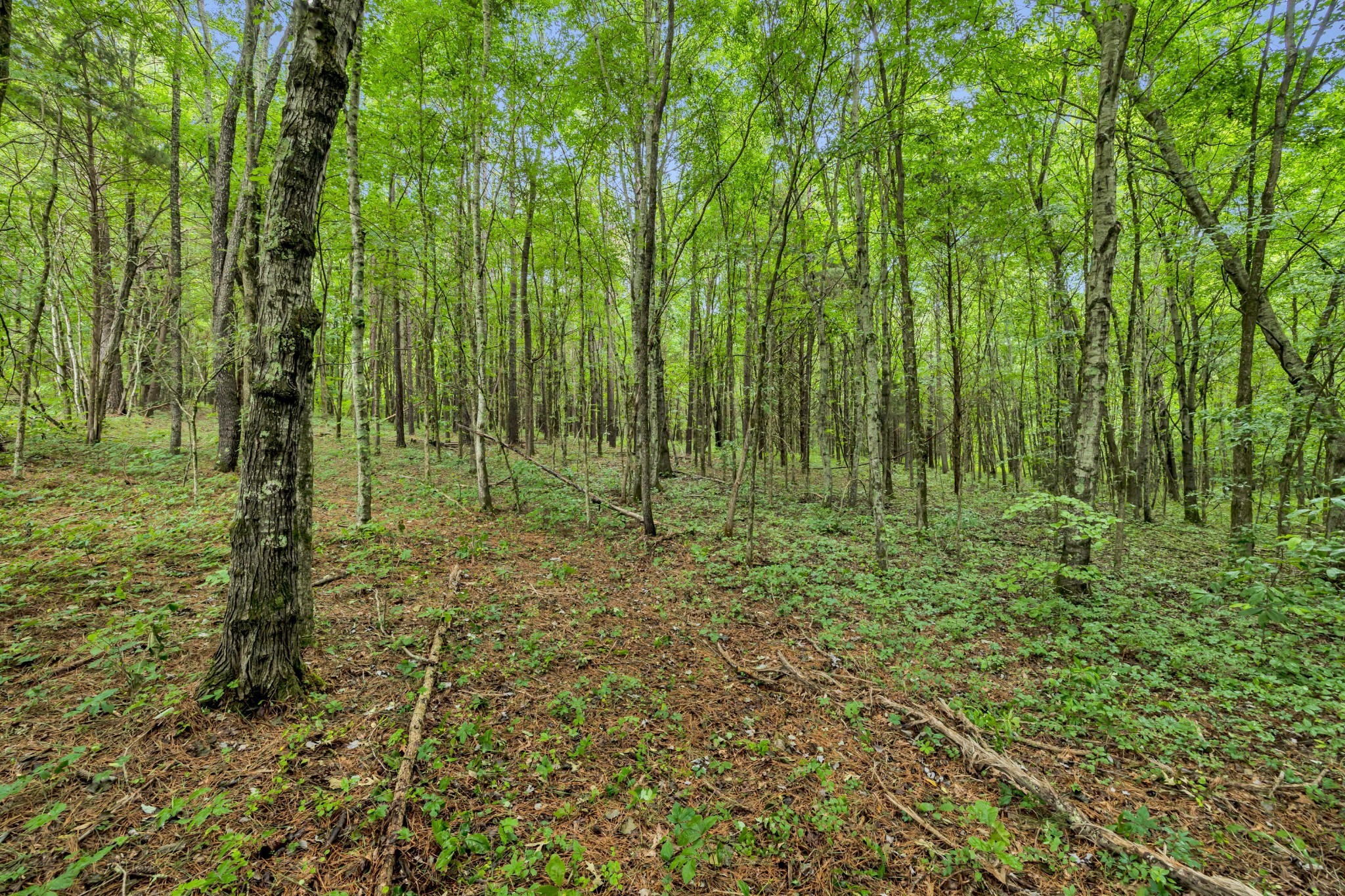 0 Eli Road Bon Aqua, TN 37025 - Photo 9 of 14
