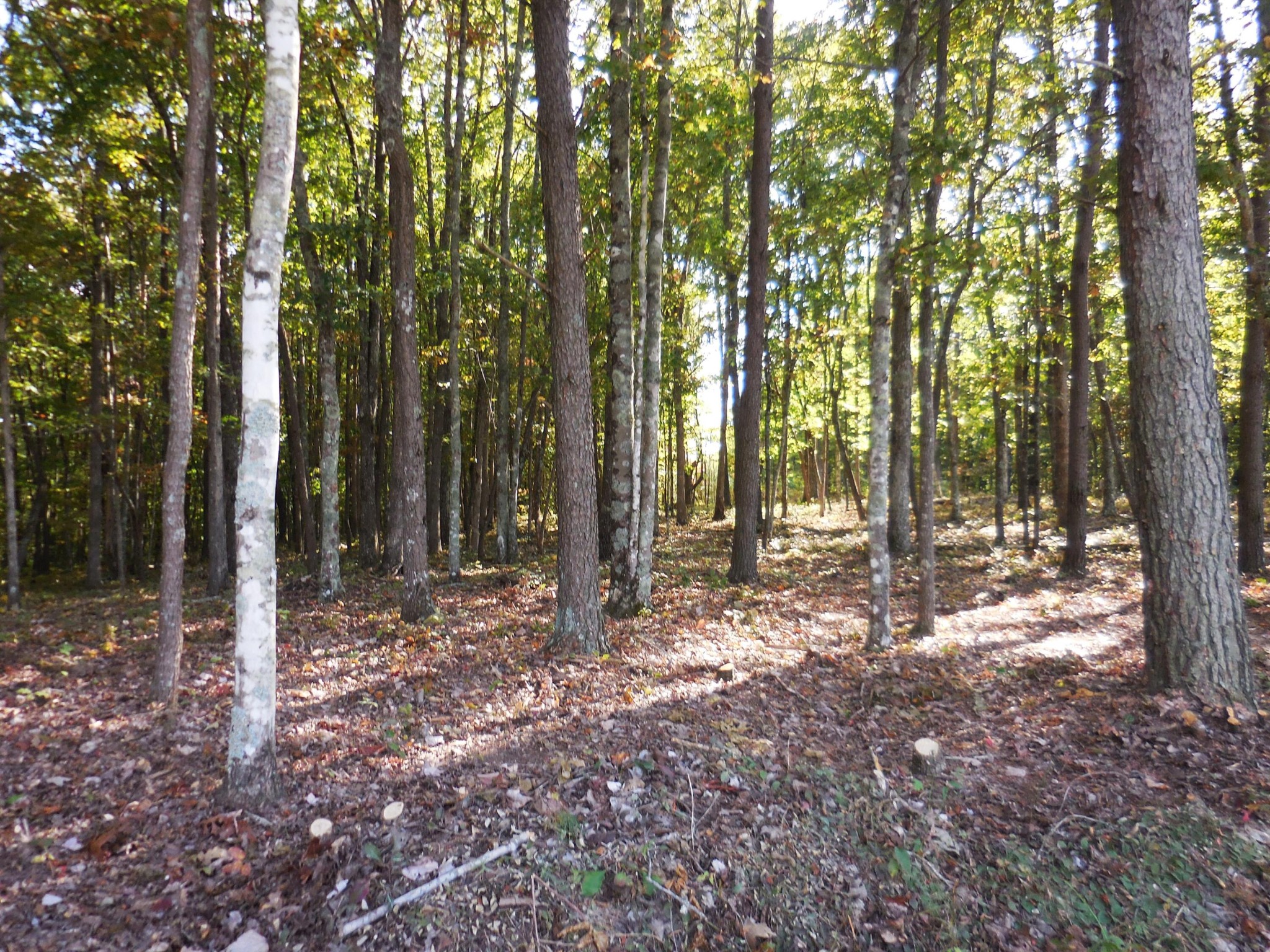 29 Grape Vine Road Crossville, TN 38572 - Photo 19 of 32 Gallery Image 19