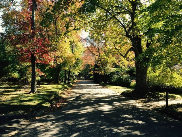 a view of a yard with a tree