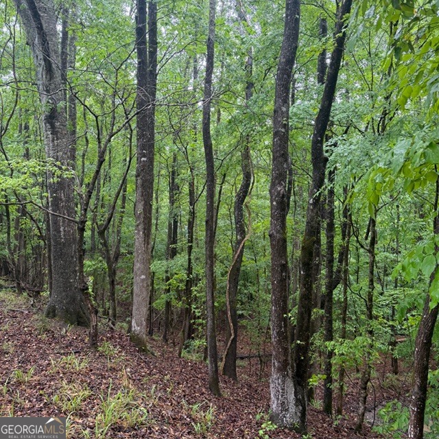 145-acres George Smith Road Talbotton, GA 31827 - Photo 29 of 36