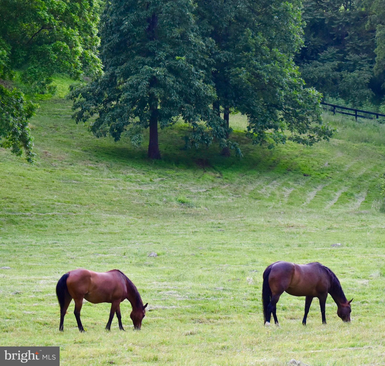 1439 Fiery Run Road Linden, VA 22642 - Photo 47 of 49 Horse friendly!