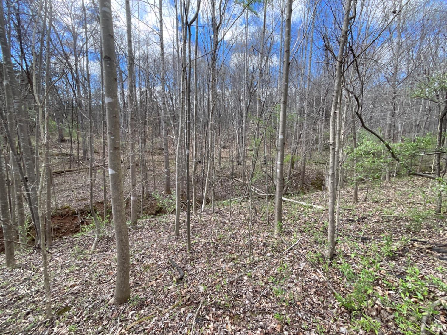 3 Falling Creek Road Bedford, VA 24523 - Photo 4 of 9 Small Creek Area in the Wooded Acres on Lot 3
