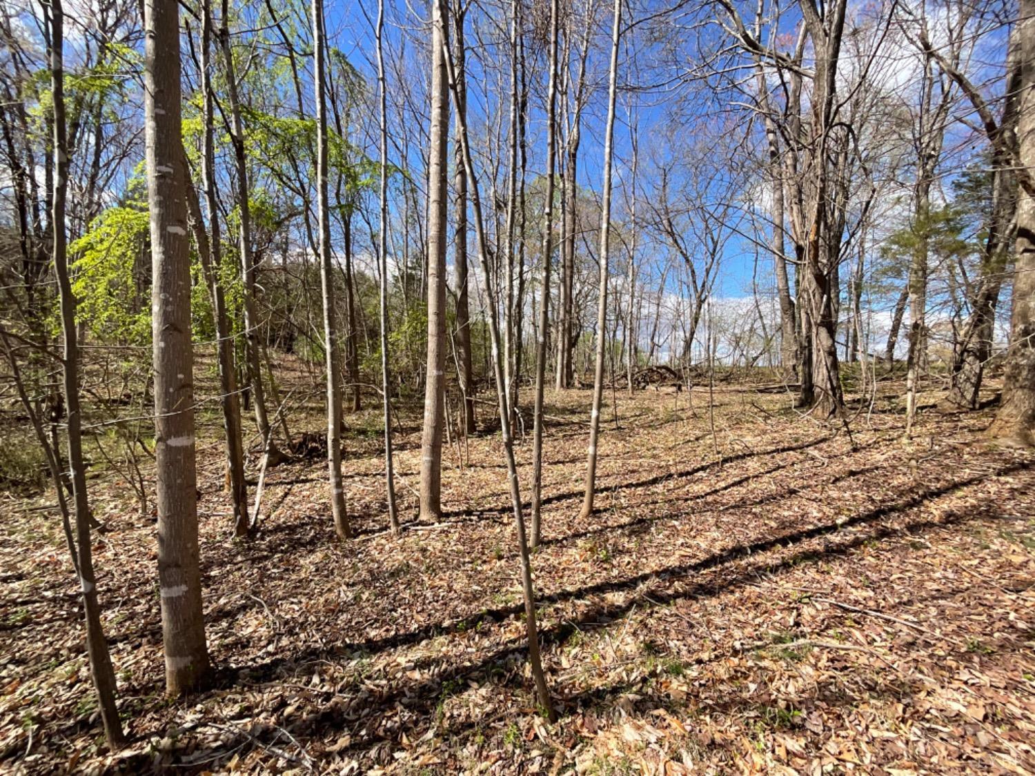 3 Falling Creek Road Bedford, VA 24523 - Photo 7 of 9 Wooded Area of Lot 3