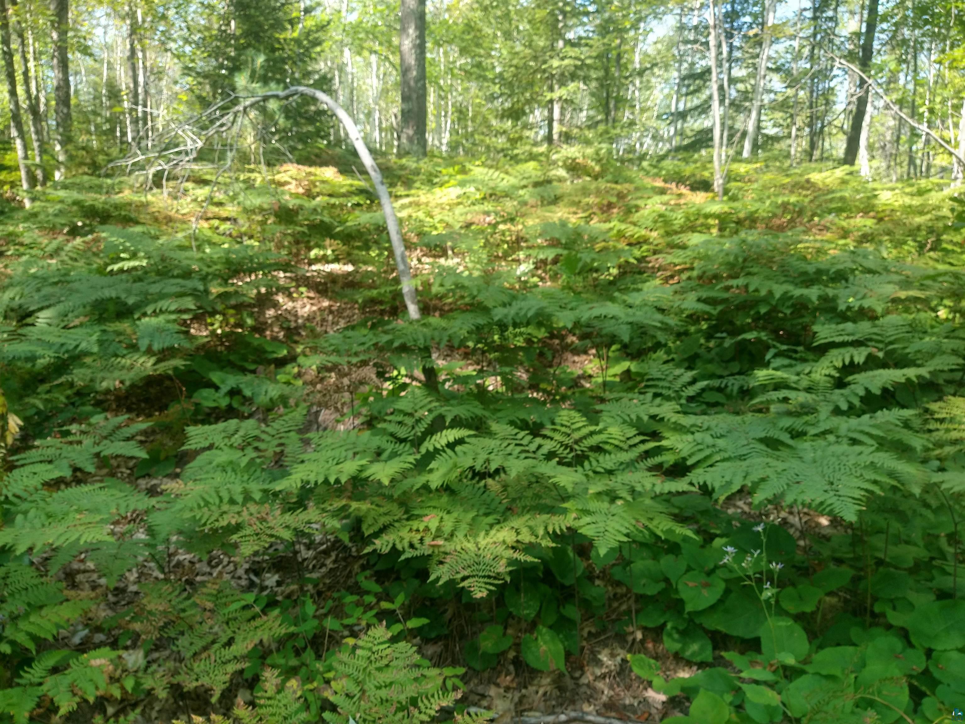 85-xxx Fireplace Road Port Wing, WI 54865 - Photo 10 of 37 Ferns