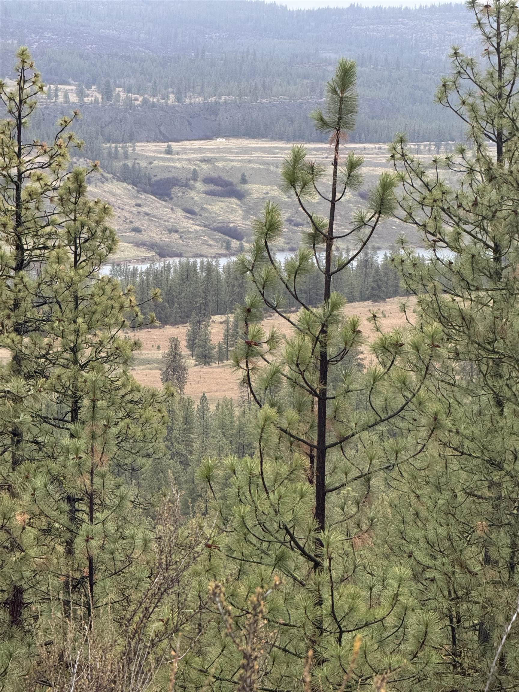 31555 Hume Road Davenport, WA 99122 - Photo 7 of 19