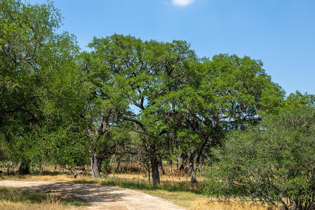422 Dark Sky Path, Unit 9 Kerrville, TX 78028 - Photo 35 of 37 a view of a yard with plants and trees