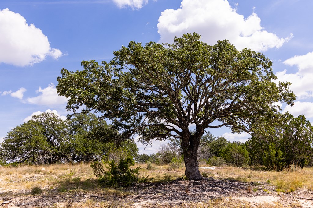 422 Dark Sky Path, Unit 9 Kerrville, TX 78028 - Photo 9 of 37 a view of a yard with plants and trees