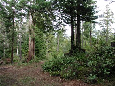 40201 Garcia River Road Point Arena, CA 95468 - Photo 1 of 3 a view of a forest with trees