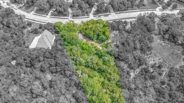 a view of a yard with plants and large tree