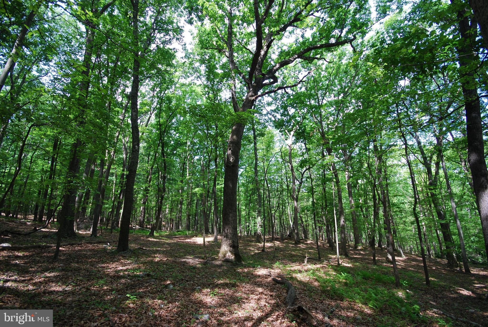Lot 67 Mill Mountain Road Romney, WV 26757 - Photo 2 of 40
