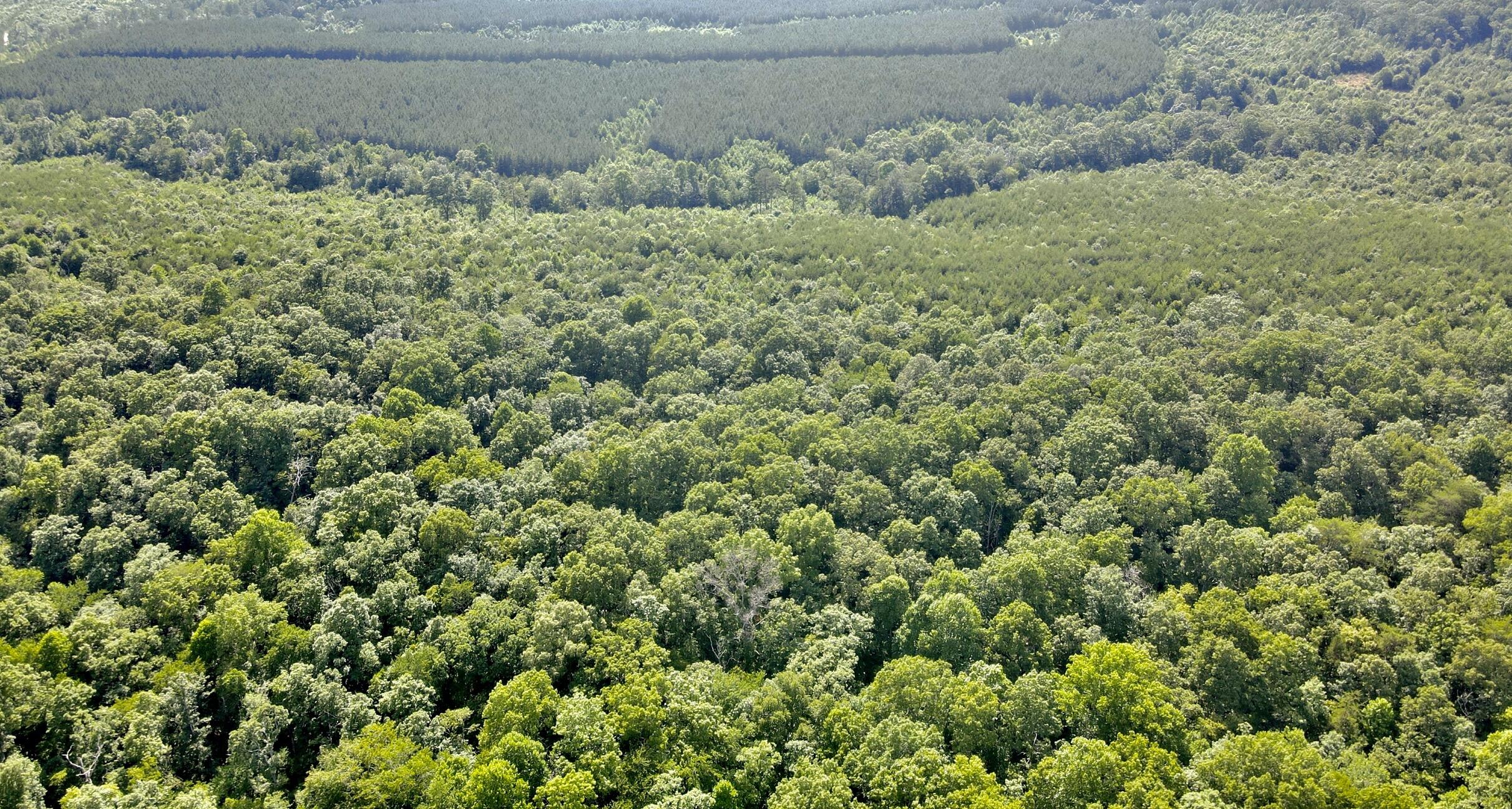 76.50 Black Mountain Road Dunlap, TN 37327 - Photo 30 of 36 2BB2E2E1-9AA0-4C57-B3D7-6E0C2C74C4BD_1_1