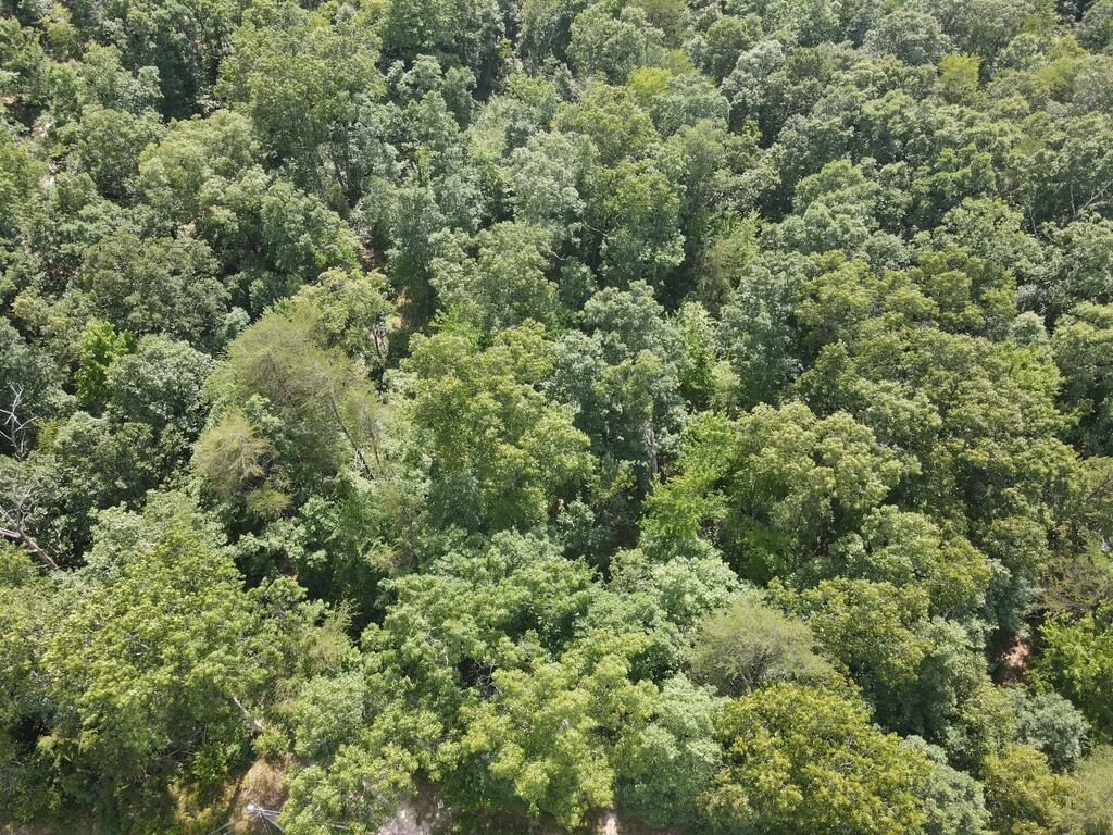 76.50 Black Mountain Road Dunlap, TN 37327 - Photo 9 of 36 18C9125B-2E3C-45DC-AA1E-CEB603C7445D_1_1