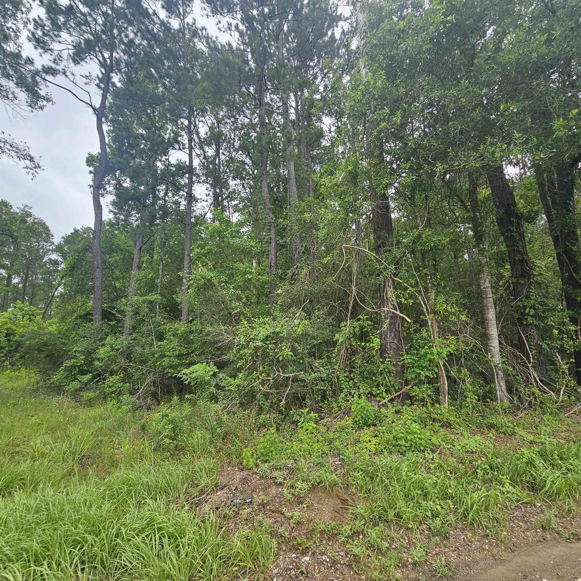 0 County Road 3110 Call, TX 75933 - Photo 7 of 40