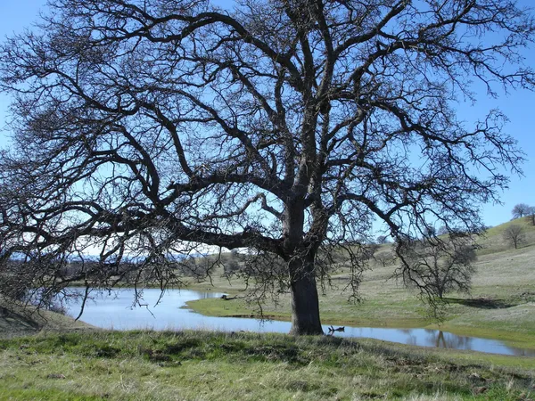 a view of yard with tree in the background