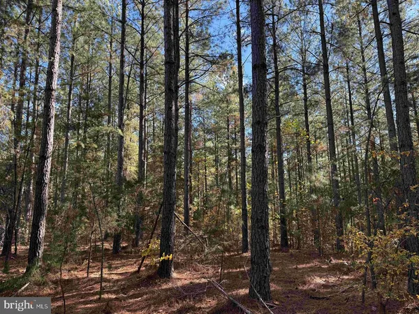 a view of a forest that has large trees