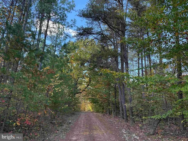 a view of a forest with trees in the background