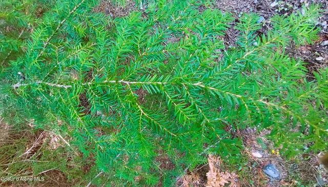 $175,000 | Nka Nka Wandering Wolf Ridge, Clark Fork, ID 83811