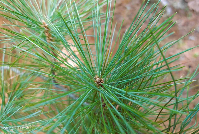 $175,000 | Nka Nka Wandering Wolf Ridge, Clark Fork, ID 83811