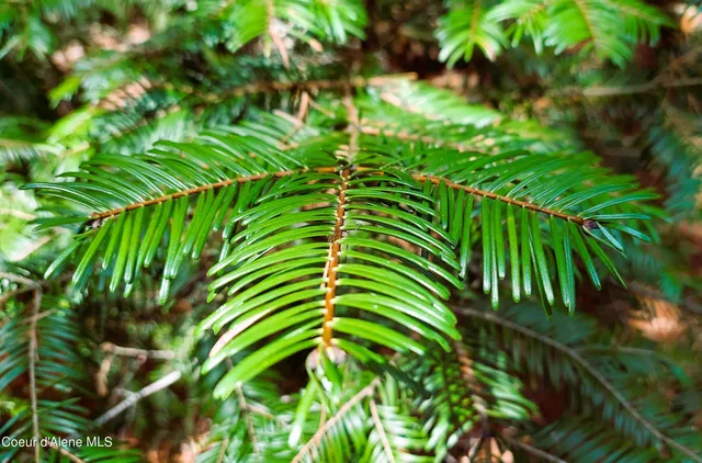 $175,000 | Nka Nka Wandering Wolf Ridge, Clark Fork, ID 83811