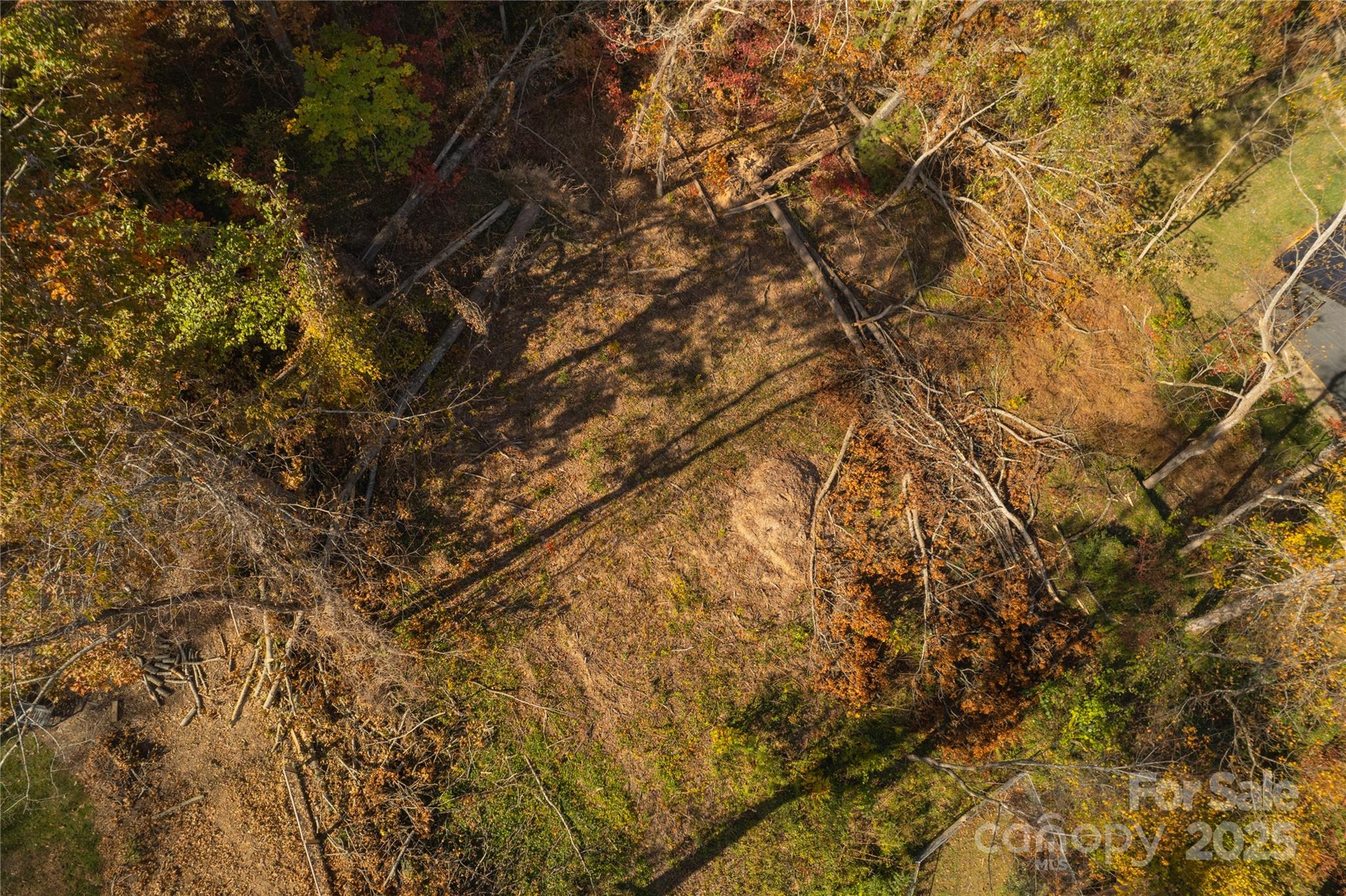 13 Bassett Road Asheville, NC 28804 - Photo 13 of 16 a view of tree