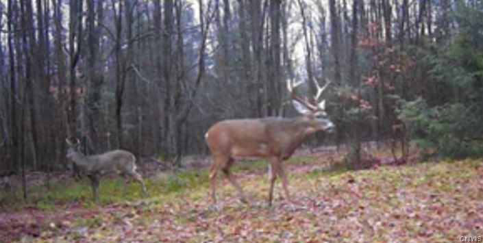 Akins Road Cohocton, NY 14826 - Photo 30 of 50