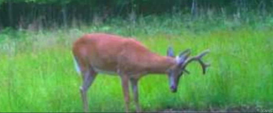 Akins Road Cohocton, NY 14826 - Photo 31 of 50