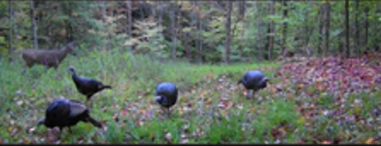 Akins Road Cohocton, NY 14826 - Photo 32 of 50