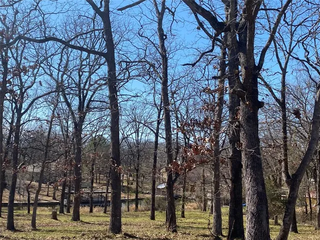 a street view with large trees
