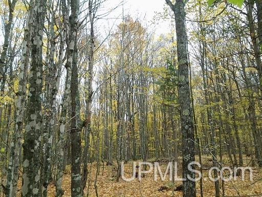 Tbd Whitefish Road Chatham, MI 49816 - Photo 16 of 30