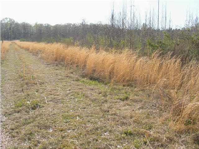 0 Ruby Road Crystal Springs, MS 39059 - Photo 3 of 3 Photo 3