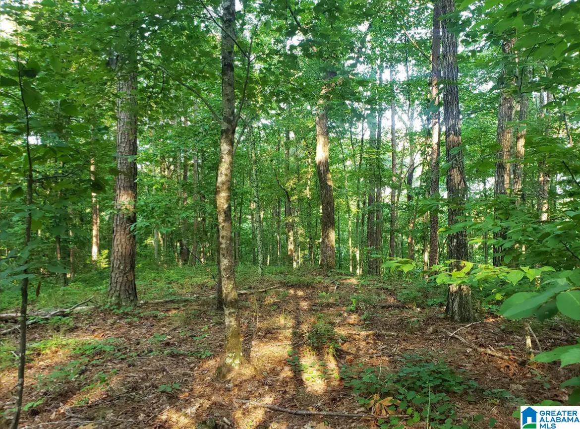 0 Divided Ridge Road, Unit 9 Ragland, AL 35131 - Photo 28 of 40