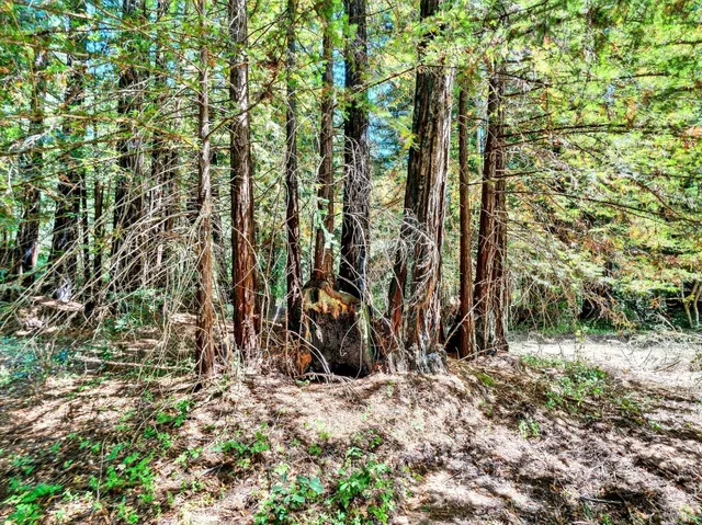 a backyard of a house with lots of trees