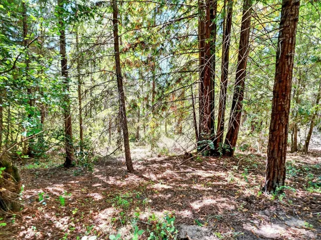 a backyard of a house with lots of plants and large trees