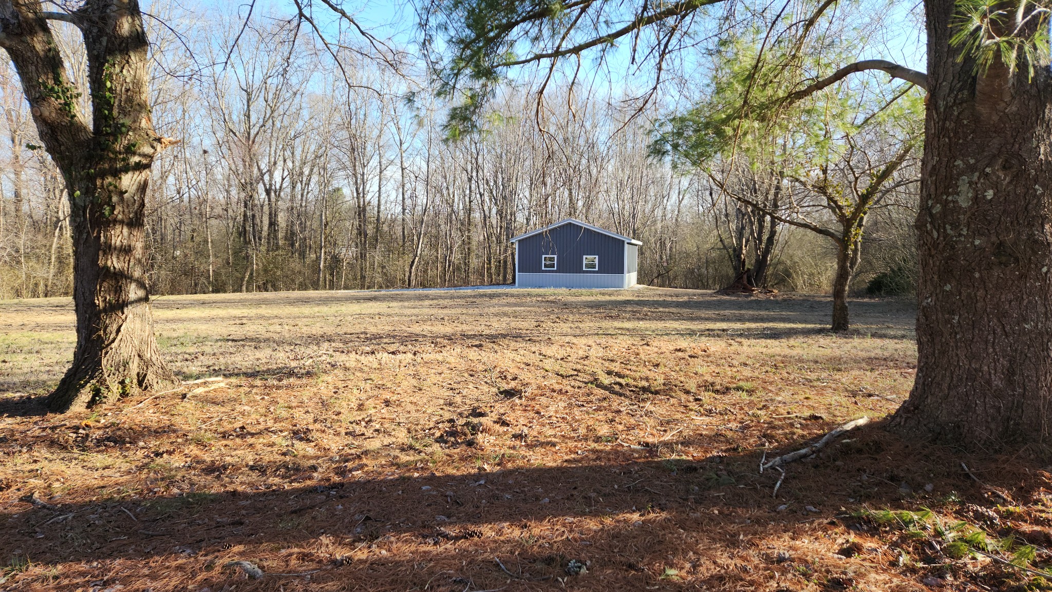 a view of a yard with large tree