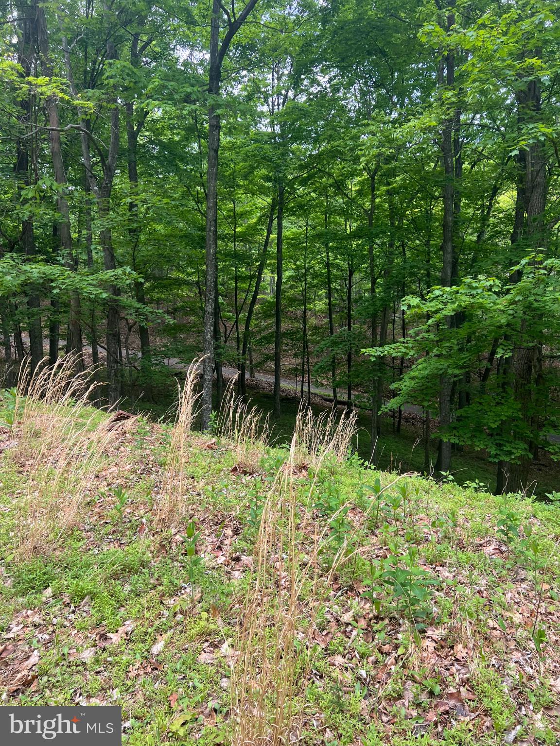 Edgar Lane Upper Tract, WV 26866 - Photo 7 of 22 Lush green woods embrace a serene path.