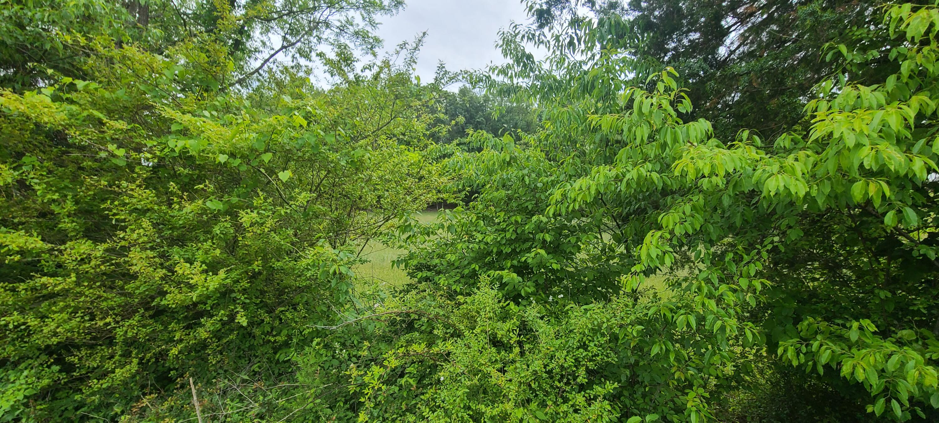 Lot 8 Edwardsville Road Hardy, VA 24101 - Photo 6 of 7 1000003236