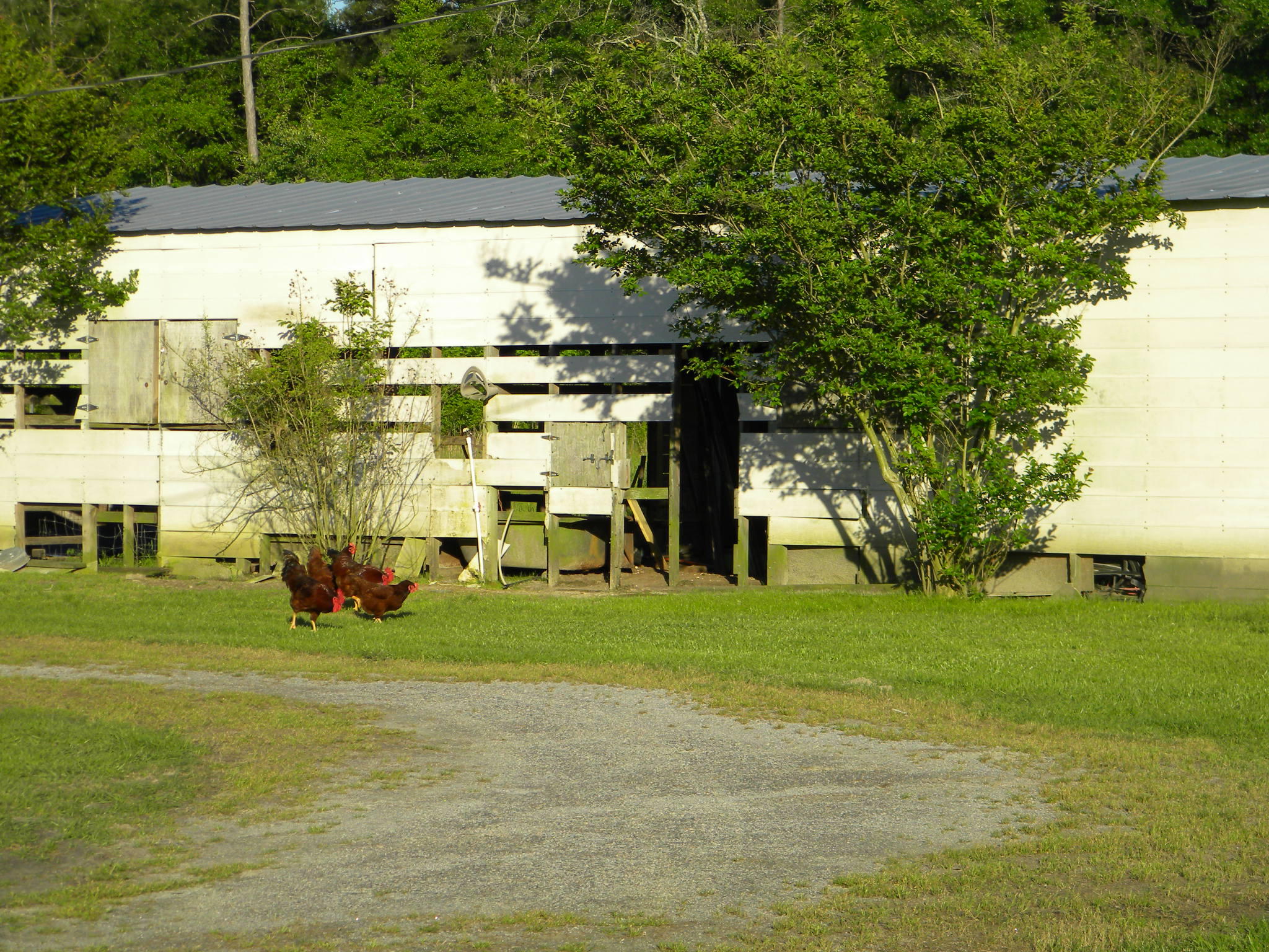 1204 Thomas Road Ruffin, SC 29475 - Photo 22 of 27 DSCN6495