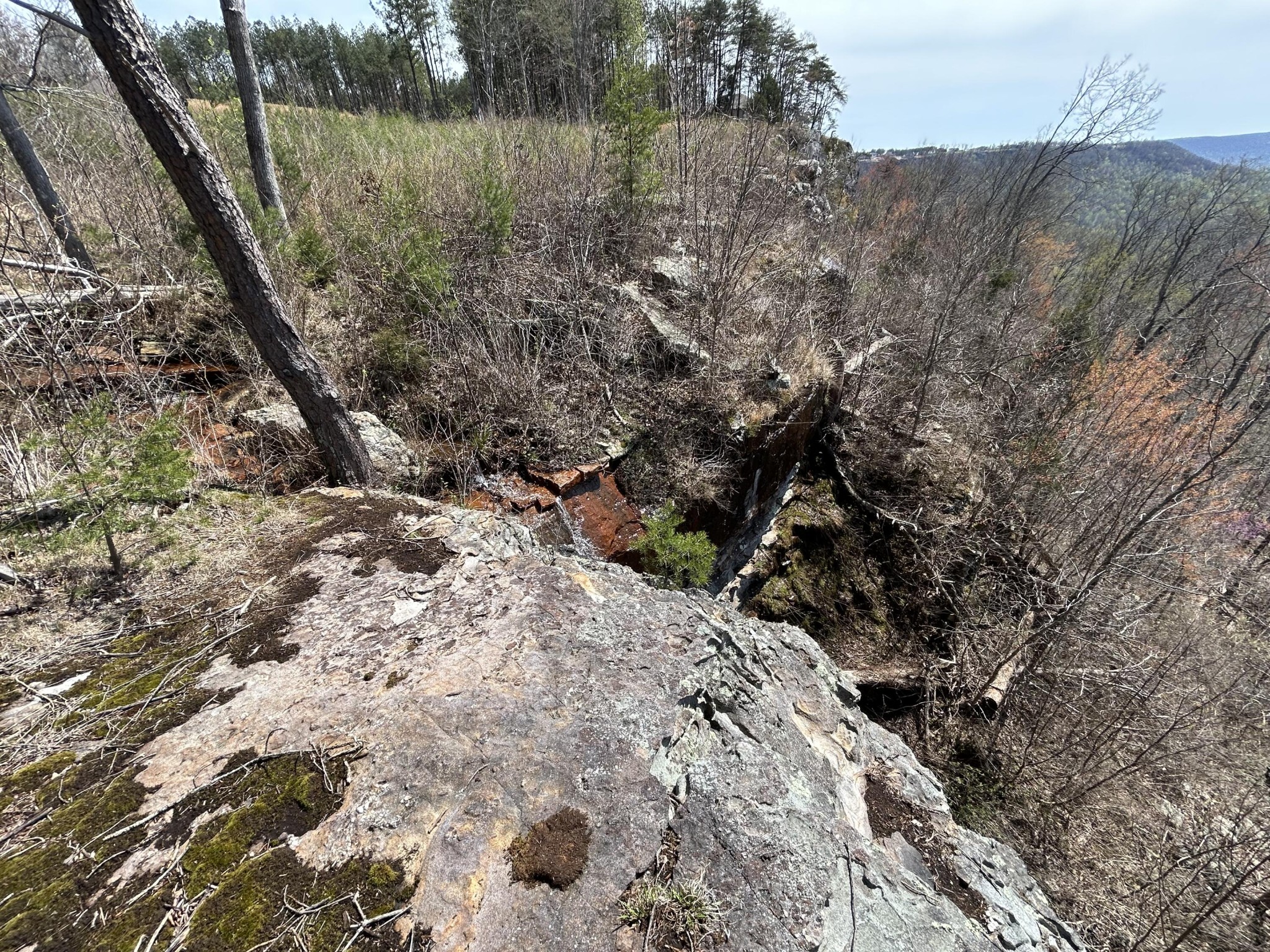 a view of a forest filled with trees