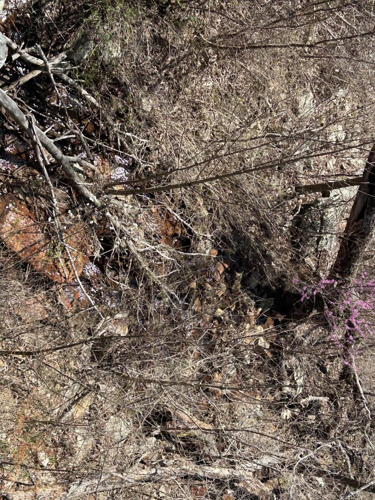 4093 Raulston Fls Road Jasper, TN 37347 - Photo 11 of 37 a view of a tree