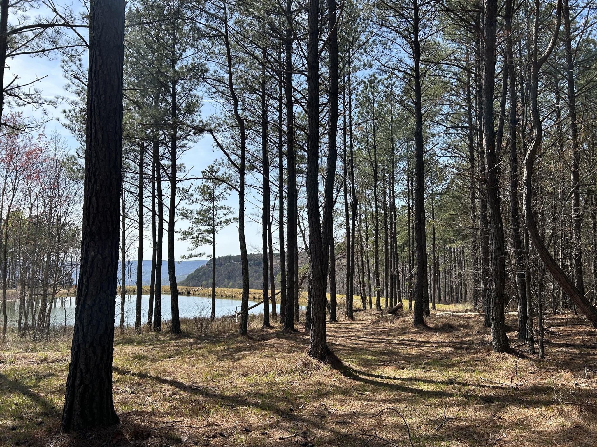4093 Raulston Fls Road Jasper, TN 37347 - Photo 4 of 37 a view of a backyard