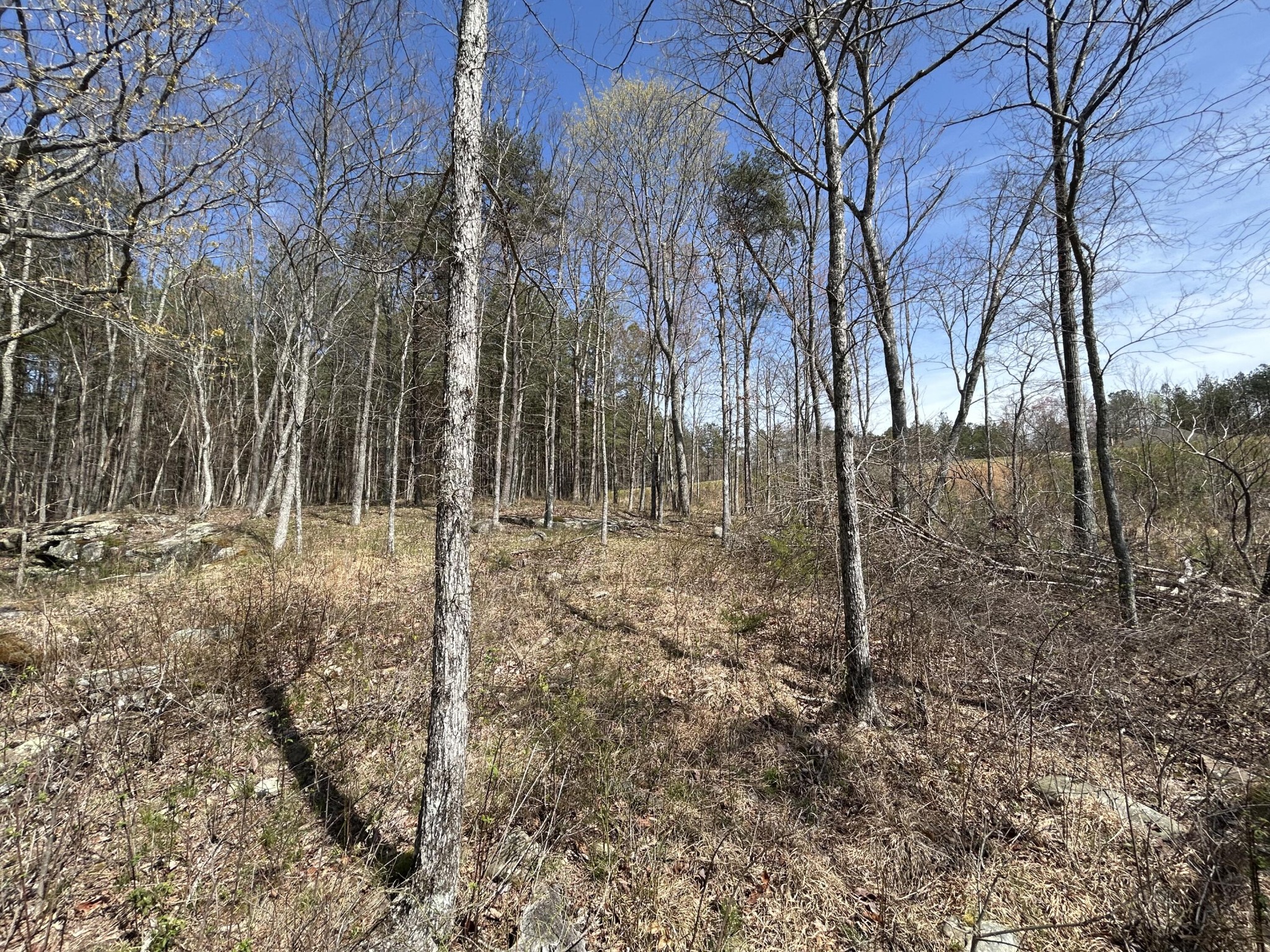 4093 Raulston Fls Road Jasper, TN 37347 - Photo 4 of 49 a view of a forest filled with trees