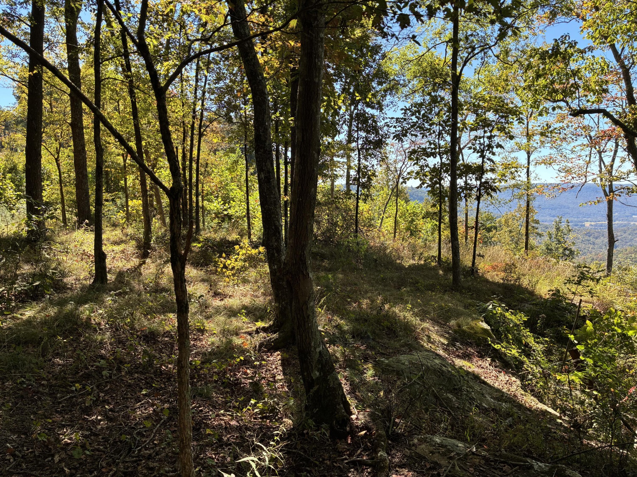 4093 Raulston Fls Road Jasper, TN 37347 - Photo 43 of 49 a view of forest