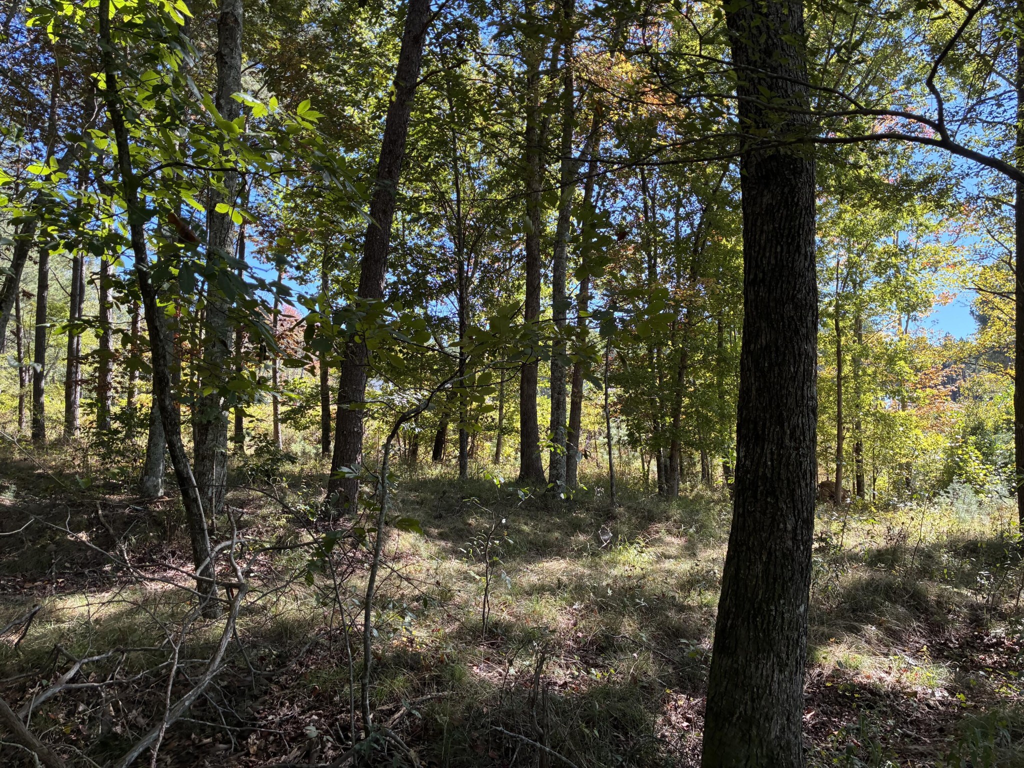 4093 Raulston Fls Road Jasper, TN 37347 - Photo 48 of 49 a view of tree