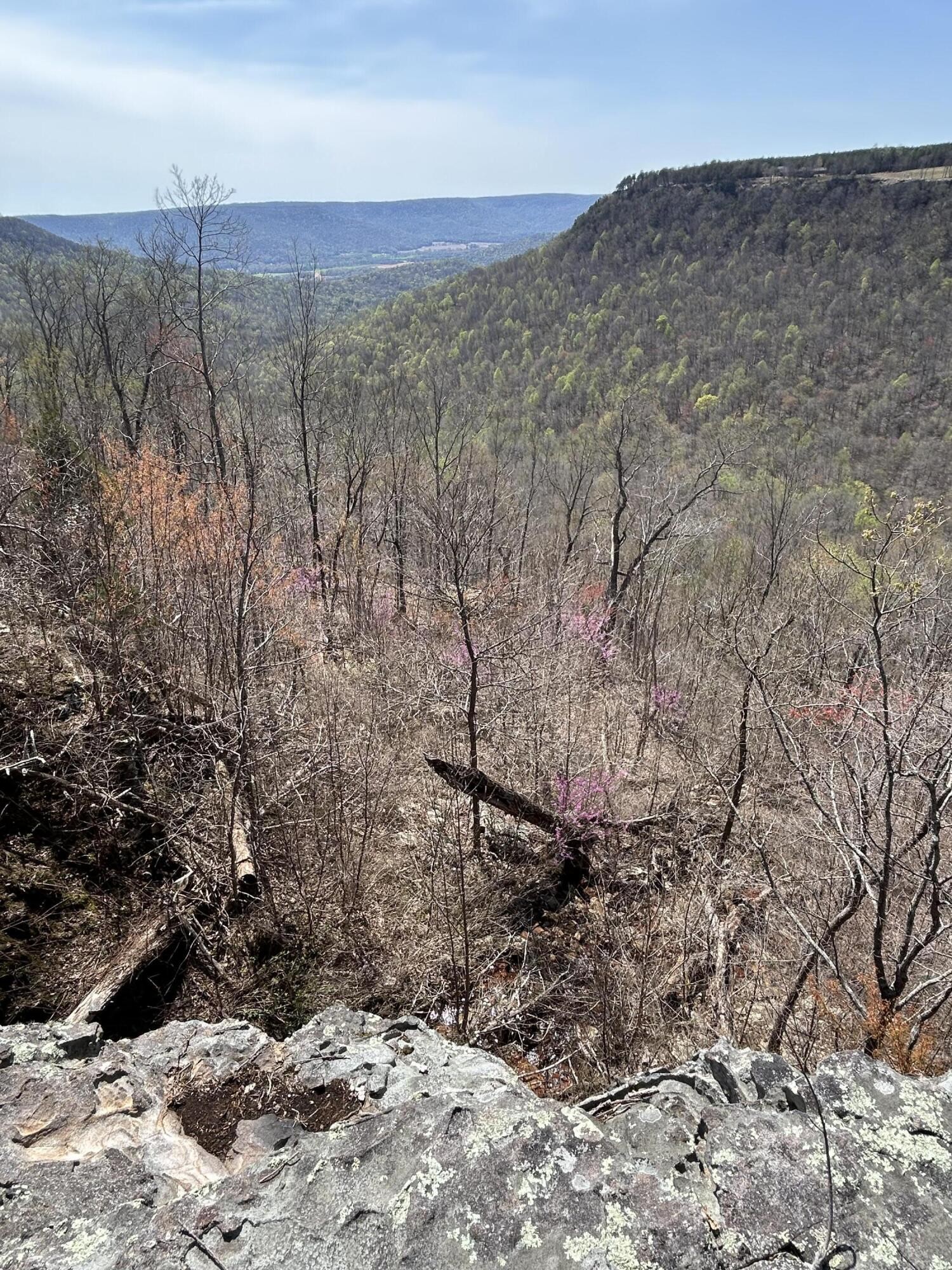 4093 Raulston Fls Road Jasper, TN 37347 - Photo 8 of 37 a view of a dry yard with trees